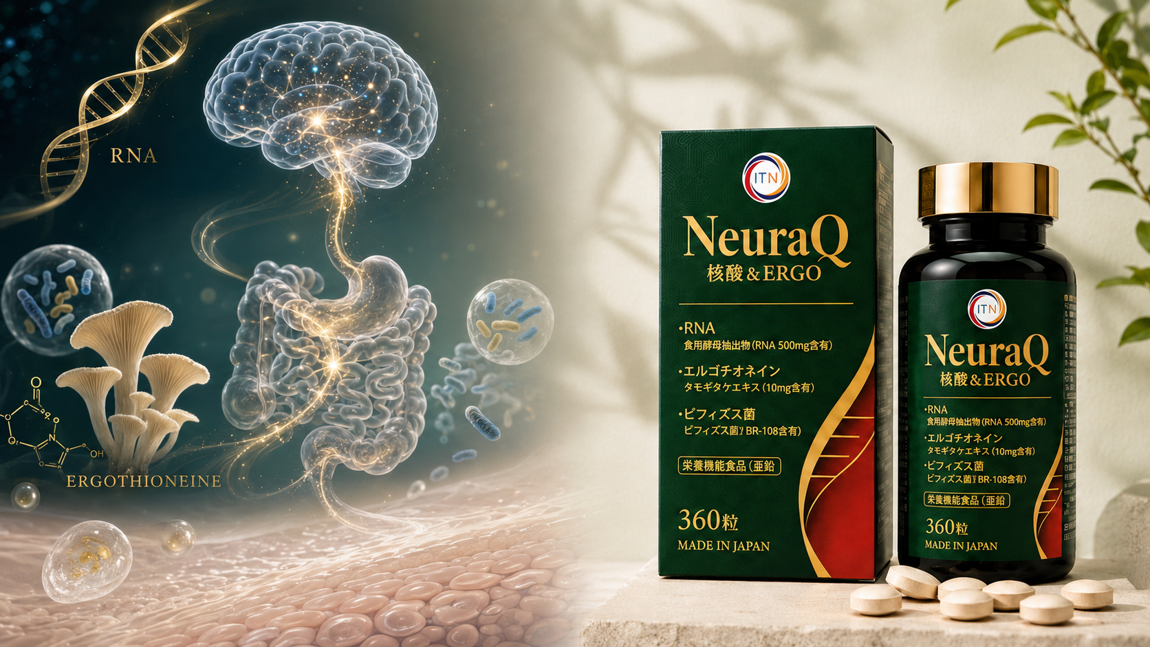 NeuraQ 核酸&ERGO 研究素材ビジュアル